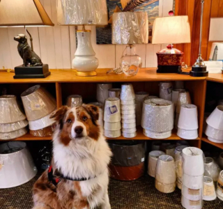 Illustration de l'article : 18 photos de chiens ravis d'aider leurs humains à faire les courses