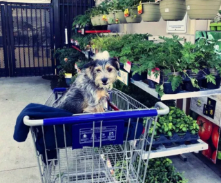 Illustration de l'article : 18 photos de chiens ravis d'aider leurs humains à faire les courses