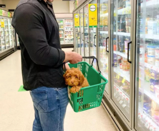 Illustration de l'article : 18 photos de chiens ravis d'aider leurs humains à faire les courses