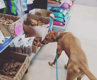 Illustration de l'article : 18 photos de chiens ravis d'aider leurs humains à faire les courses
