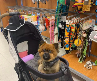 Illustration de l'article : 18 photos de chiens ravis d'aider leurs humains à faire les courses
