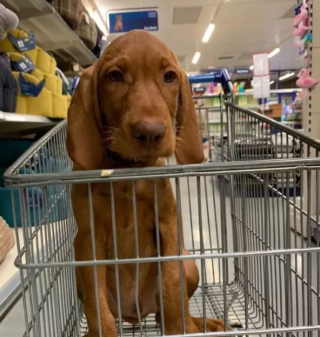 Illustration de l'article : 18 photos de chiens ravis d'aider leurs humains à faire les courses