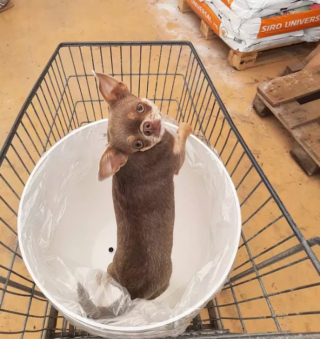 Illustration de l'article : 18 photos de chiens ravis d'aider leurs humains à faire les courses