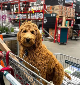 Illustration de l'article : 18 photos de chiens ravis d'aider leurs humains à faire les courses