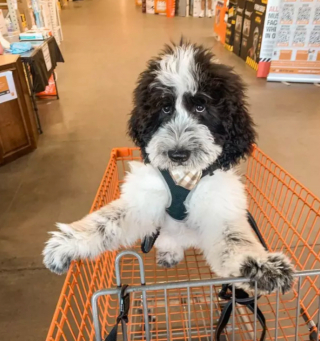 Illustration de l'article : 18 photos de chiens ravis d'aider leurs humains à faire les courses