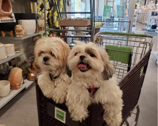 Illustration de l'article : 18 photos de chiens ravis d'aider leurs humains à faire les courses