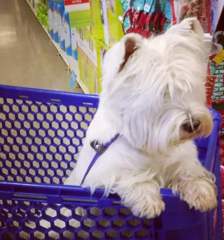 Illustration de l'article : 18 photos de chiens ravis d'aider leurs humains à faire les courses