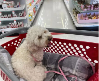 Illustration de l'article : 18 photos de chiens ravis d'aider leurs humains à faire les courses