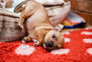 Illustration de l'article : À l’approche de Noël, un refuge met tout en œuvre, afin de trouver une famille pour la vie à une chienne et ses 8 chiots abandonnés