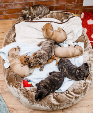 Illustration de l'article : À l’approche de Noël, un refuge met tout en œuvre, afin de trouver une famille pour la vie à une chienne et ses 8 chiots abandonnés