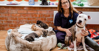 Illustration de l'article : À l’approche de Noël, un refuge met tout en œuvre, afin de trouver une famille pour la vie à une chienne et ses 8 chiots abandonnés