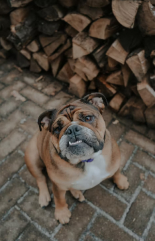 Illustration de l'article : Les vétérinaires anglais alertent sur les problèmes de santé que connaissent les Bulldogs Anglais et encouragent à ne plus en acheter