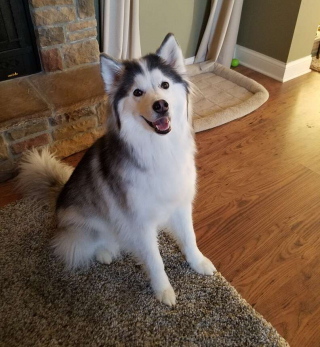 Illustration de l'article : La renaissance pour Mikita : de chiot malheureux, galeux et abandonné, elle est devenue méconnaissable