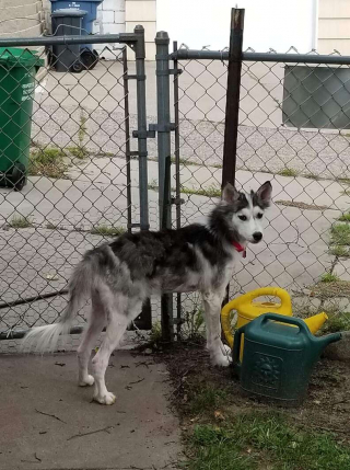 Illustration de l'article : La renaissance pour Mikita : de chiot malheureux, galeux et abandonné, elle est devenue méconnaissable