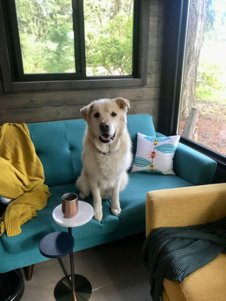 Illustration de l'article : Un Golden Retriever souffrant d’obésité suit un an de régime drastique pour s’offrir un nouveau départ (vidéo)