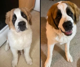 Illustration de l'article : 18 photos d'adorables chiots devenus de majestueux chiens adultes