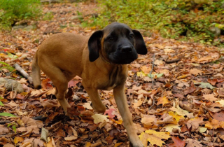 Illustration de l'article : 18 photos d'adorables chiots devenus de majestueux chiens adultes