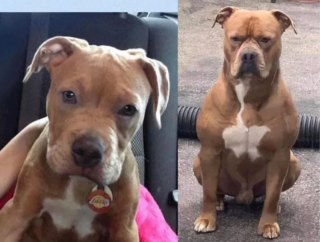 Illustration de l'article : 18 photos d'adorables chiots devenus de majestueux chiens adultes