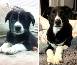 Illustration de l'article : 18 photos d'adorables chiots devenus de majestueux chiens adultes