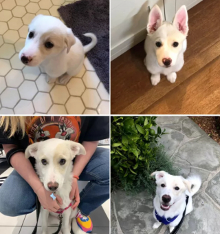 Illustration de l'article : 18 photos d'adorables chiots devenus de majestueux chiens adultes