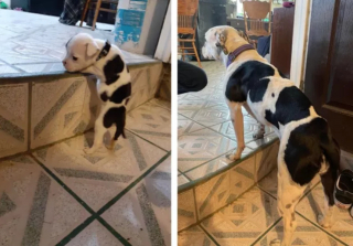 Illustration de l'article : 18 photos d'adorables chiots devenus de majestueux chiens adultes