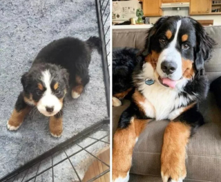 Illustration de l'article : 18 photos d'adorables chiots devenus de majestueux chiens adultes