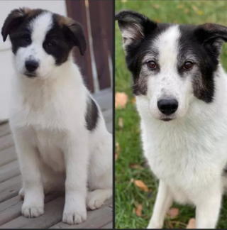 Illustration de l'article : 18 photos d'adorables chiots devenus de majestueux chiens adultes