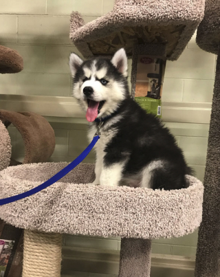 Illustration de l'article : 20 photos hilarantes de chiens qui se comportent comme des chats