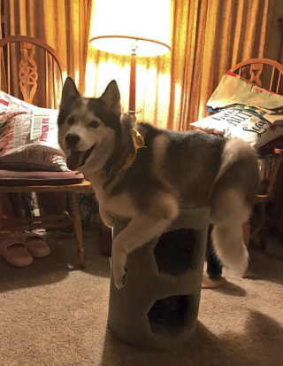 Illustration de l'article : 20 photos hilarantes de chiens qui se comportent comme des chats