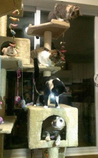 Illustration de l'article : 20 photos hilarantes de chiens qui se comportent comme des chats