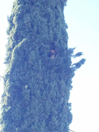 Illustration de l'article : 20 photos hilarantes de chiens qui se comportent comme des chats