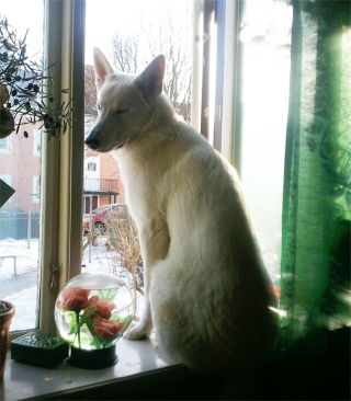 Illustration de l'article : 20 photos hilarantes de chiens qui se comportent comme des chats