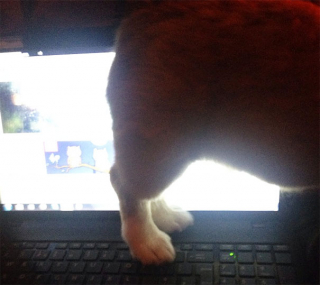 Illustration de l'article : 20 photos hilarantes de chiens qui se comportent comme des chats