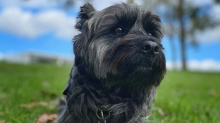 Illustration de l'article : 20 preuves en images que les Cairn Terriers représente une race adorable et pleine d'énergie