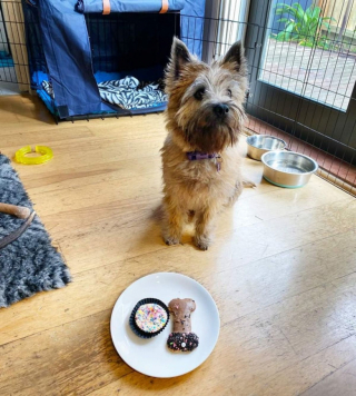 Illustration de l'article : 20 preuves en images que les Cairn Terriers représente une race adorable et pleine d'énergie