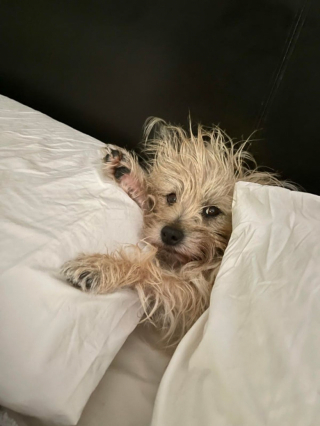 Illustration de l'article : 20 preuves en images que les Cairn Terriers représente une race adorable et pleine d'énergie