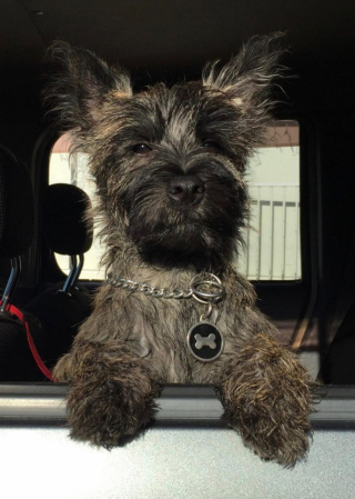 Illustration de l'article : 20 preuves en images que les Cairn Terriers représente une race adorable et pleine d'énergie