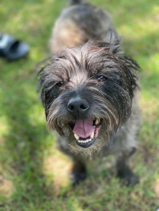 Illustration de l'article : 20 preuves en images que les Cairn Terriers représente une race adorable et pleine d'énergie