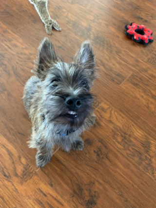 Illustration de l'article : 20 preuves en images que les Cairn Terriers représente une race adorable et pleine d'énergie