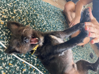 Illustration de l'article : 20 preuves en images que les Cairn Terriers représente une race adorable et pleine d'énergie