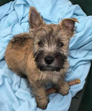 Illustration de l'article : 20 preuves en images que les Cairn Terriers représente une race adorable et pleine d'énergie