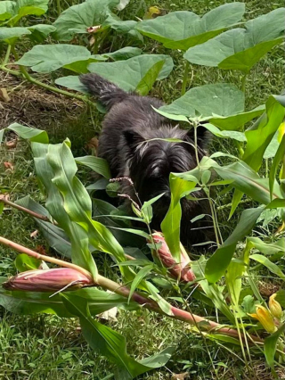 Illustration de l'article : 20 preuves en images que les Cairn Terriers représente une race adorable et pleine d'énergie