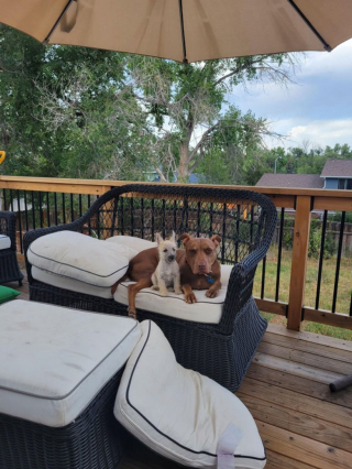 Illustration de l'article : 20 preuves en images que les Cairn Terriers représente une race adorable et pleine d'énergie