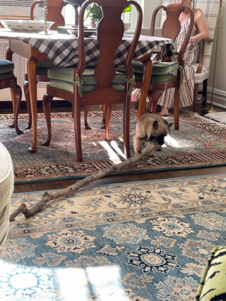 Illustration de l'article : 20 preuves en images que les Cairn Terriers représente une race adorable et pleine d'énergie