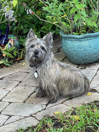 Illustration de l'article : 20 preuves en images que les Cairn Terriers représente une race adorable et pleine d'énergie