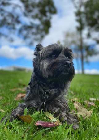 Illustration de l'article : 20 preuves en images que les Cairn Terriers représente une race adorable et pleine d'énergie