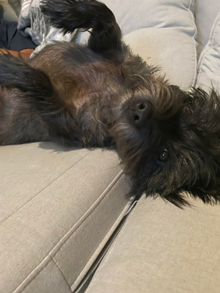 Illustration de l'article : 20 preuves en images que les Cairn Terriers représente une race adorable et pleine d'énergie