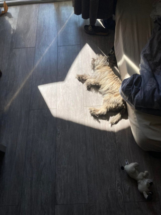 Illustration de l'article : 20 preuves en images que les Cairn Terriers représente une race adorable et pleine d'énergie