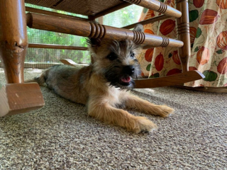 Illustration de l'article : 20 preuves en images que les Cairn Terriers représente une race adorable et pleine d'énergie