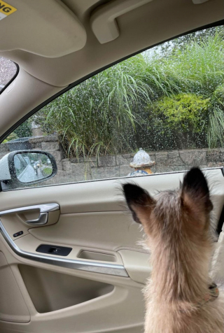 Illustration de l'article : 20 preuves en images que les Cairn Terriers représente une race adorable et pleine d'énergie